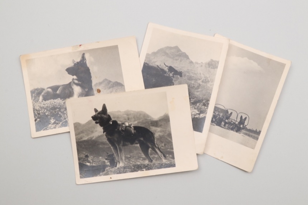 Wehrmacht Meldehund photo grouping